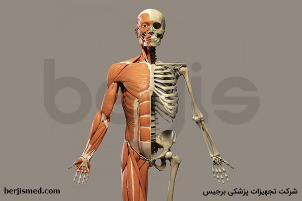 اطلاعات عمومی ساختار اسکلتی بدن