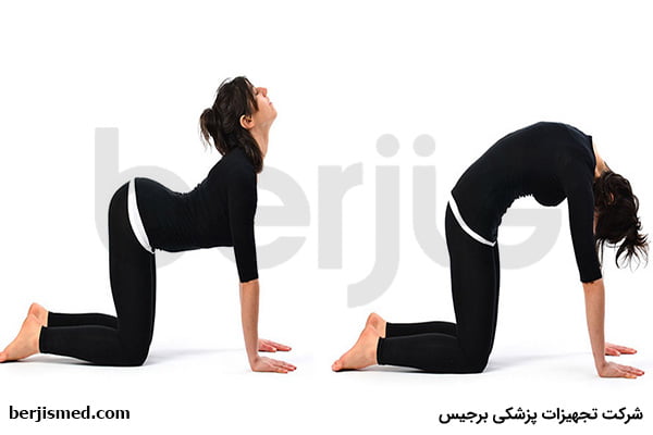 ورزش گربه و شتر